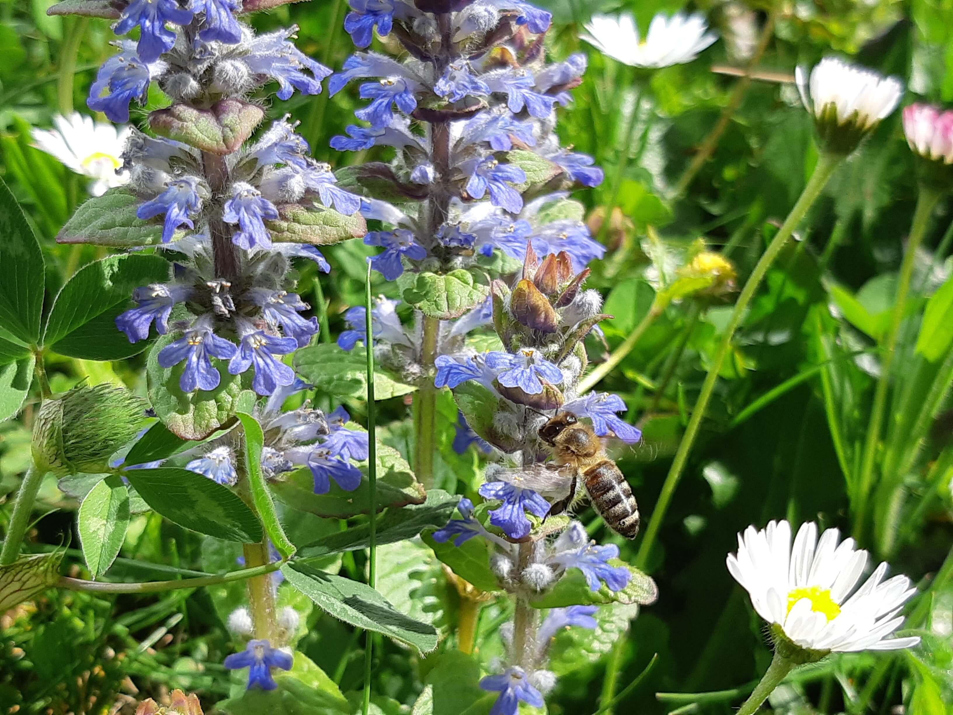 <p><strong>ECOLOGICAL DIAGNOSIS OF THE SOMFY SITES IN THE ARVE VALLEY AND BONNEVILLE</strong><br />
France - SOMFY sites of Cluses and Bonneville – For the first time, an ecological diagnosis of the flora was carried out by France Nature Environnement in 2022 on SOMFY sites in the Arve valley. </p>
