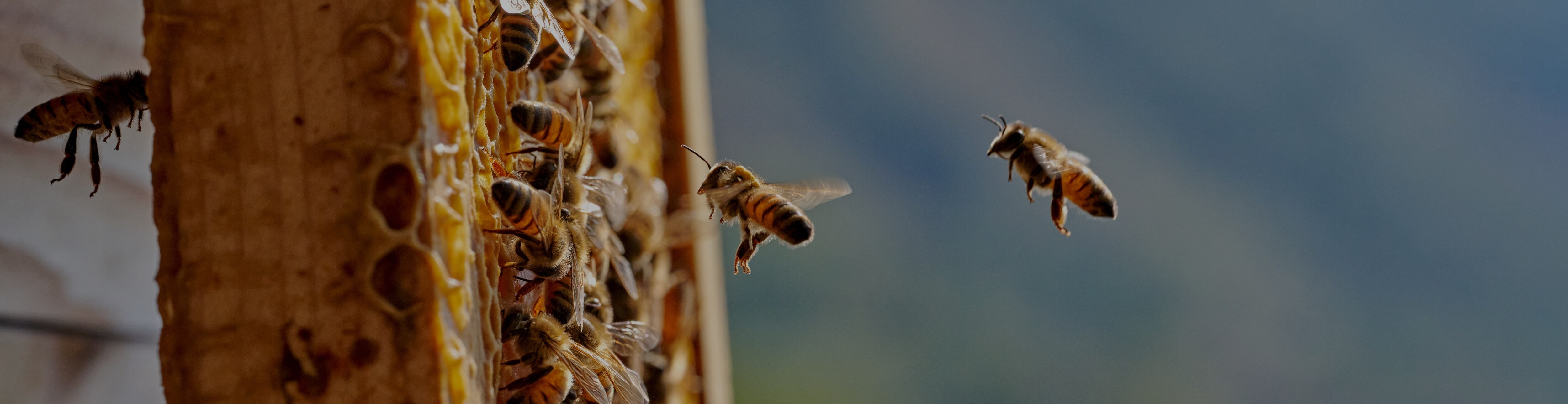 Prendre soin de la biodiversité