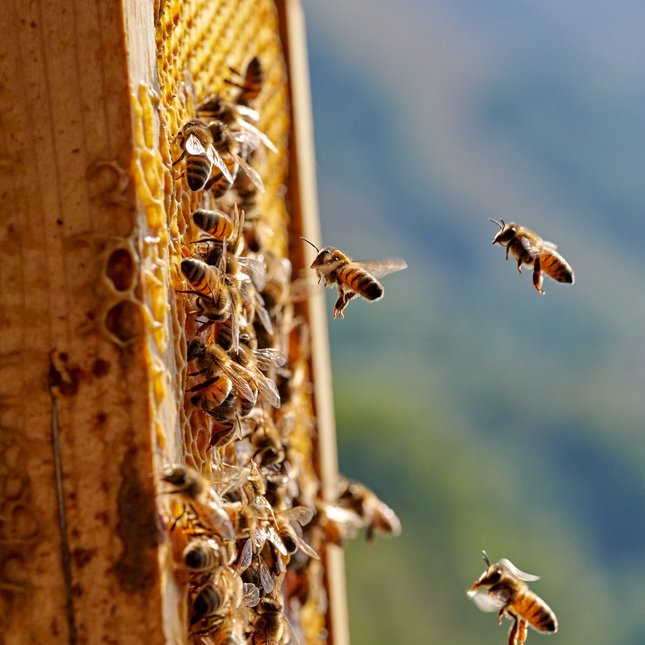 Prendre soin de la biodiversité